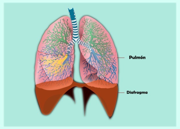 ¿Qué es la respiración funcional?